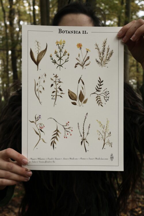 Affiche • Botanica II